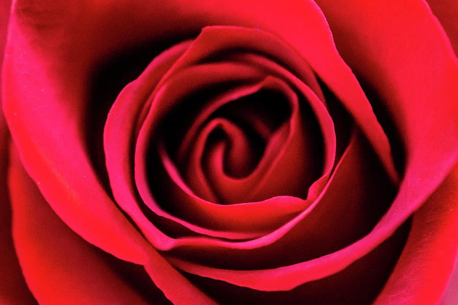 Red Rose Macro Photograph by Mary Ann Artz