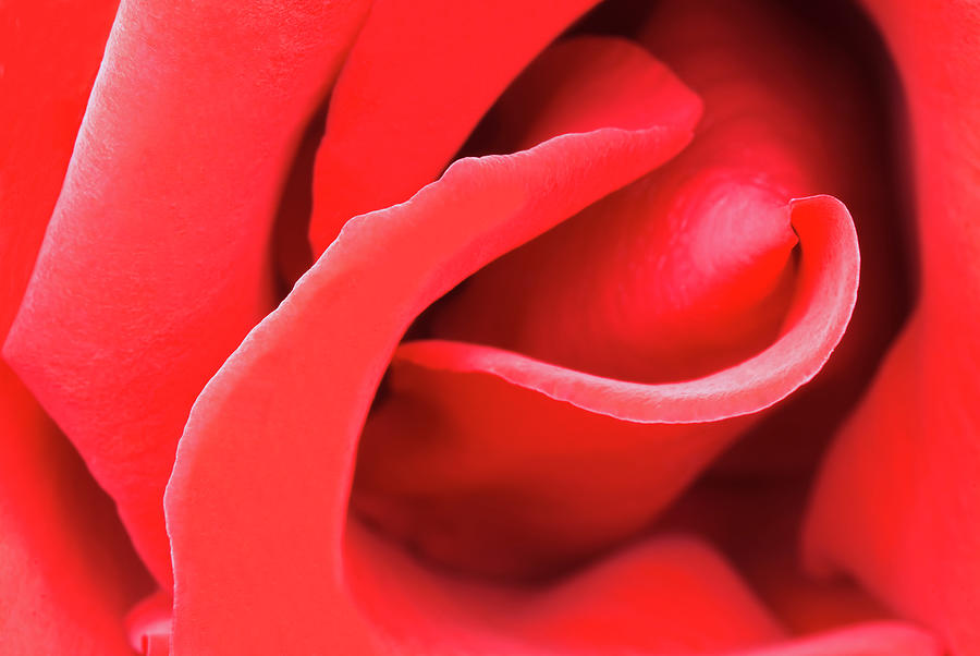 Red Rose Macro - Viii Photograph by Alpamayophoto