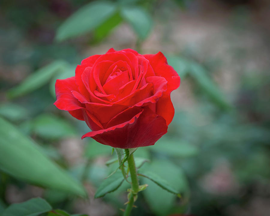 Red Rose Photograph by Michael Scheufler - Fine Art America