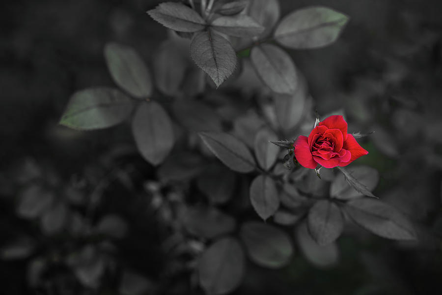 Flower Photograph - Red Rose by Mike Whalen