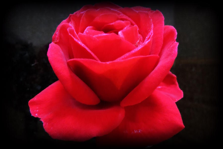 Red Rose On Black Photograph by Kay Novy