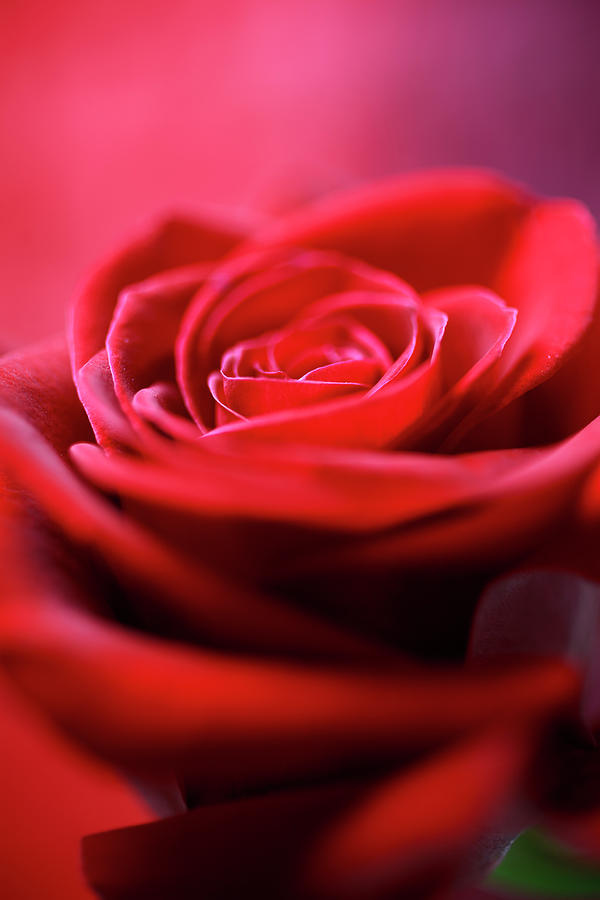 Red Rose On Thai Silk Photograph by Brad Rickerby