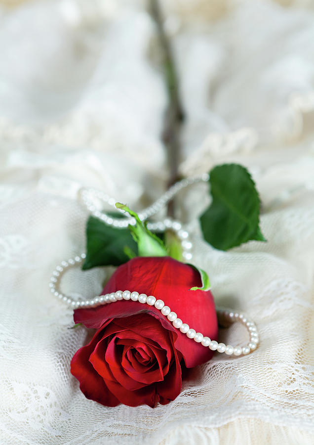 Red Rose on White Lace with Pearls Photograph by Dan Carmichael