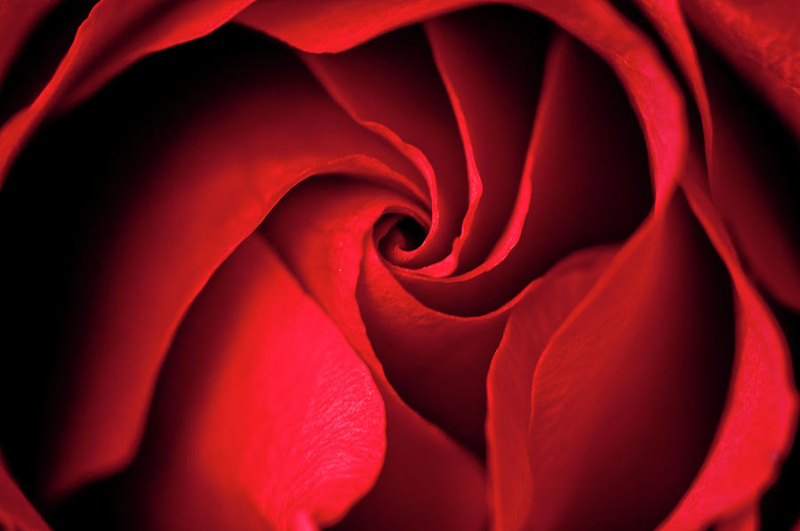 Red Rose Photograph by Pkg Photography