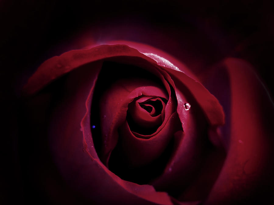 Red Rose Photograph by Senchy