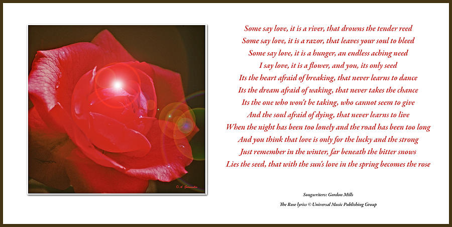 Red Rose, Song Lyrics, The Rose Photograph by A Macarthur Gurmankin