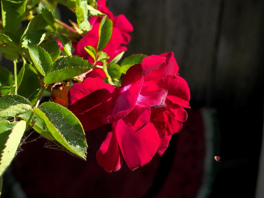 Red Rose Sunshine Photograph by Richard Thomas