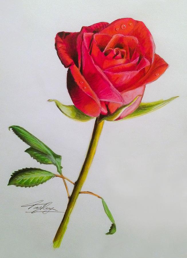 Red Rose Drawing Original Art Tony Regan -