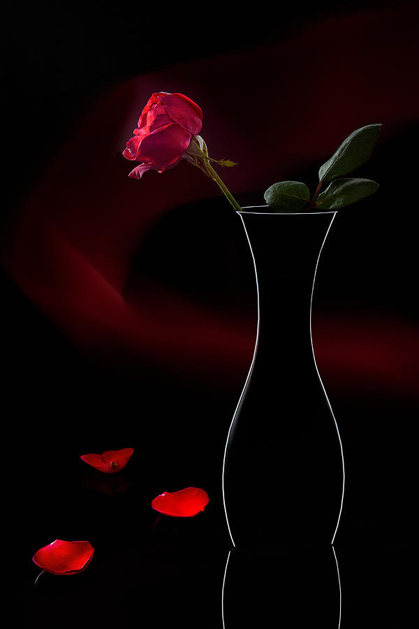 Red Rose With Red Wave In The Background Photograph by Shimei Yan