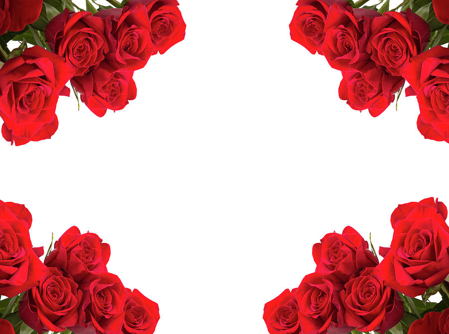 Red roses as frame on white background Photograph by Artush Foto - Pixels