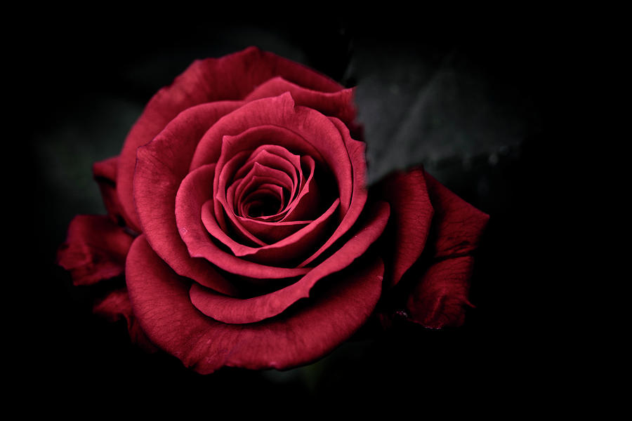 Red Rose by Iwan Tirtha