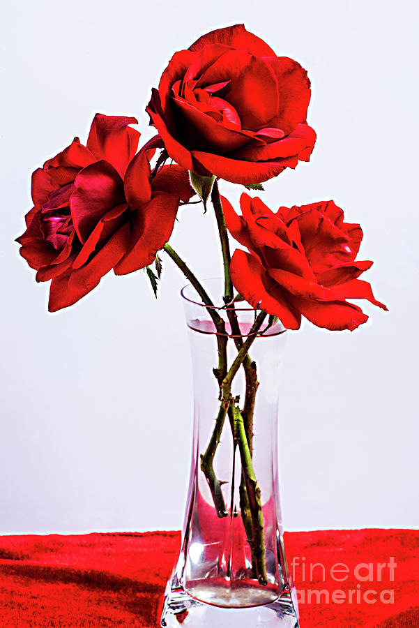 Red Roses In Glass Vase. Photograph