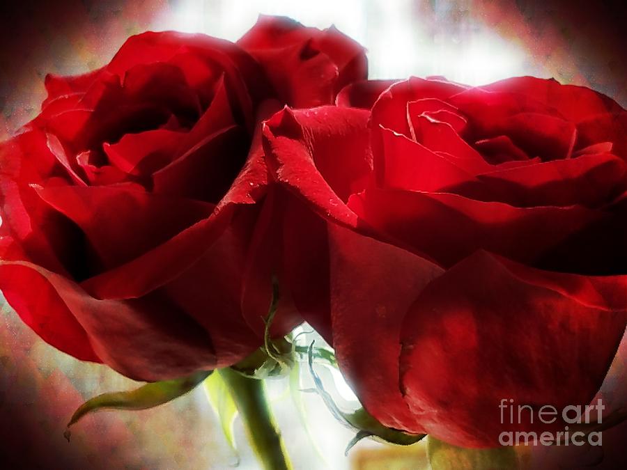 Red Roses  Photograph by Maria Urso
