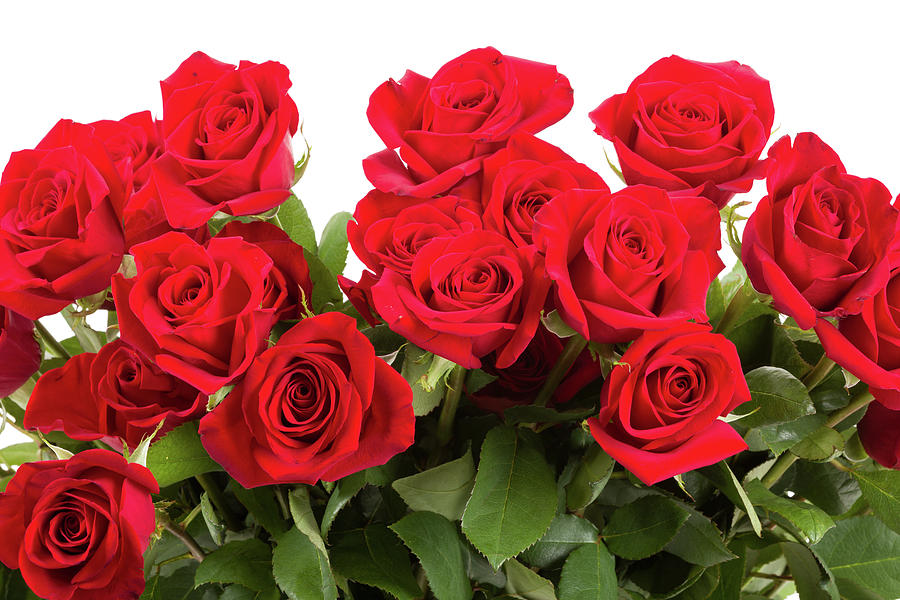 Red roses on white background Photograph by Artush Foto - Pixels