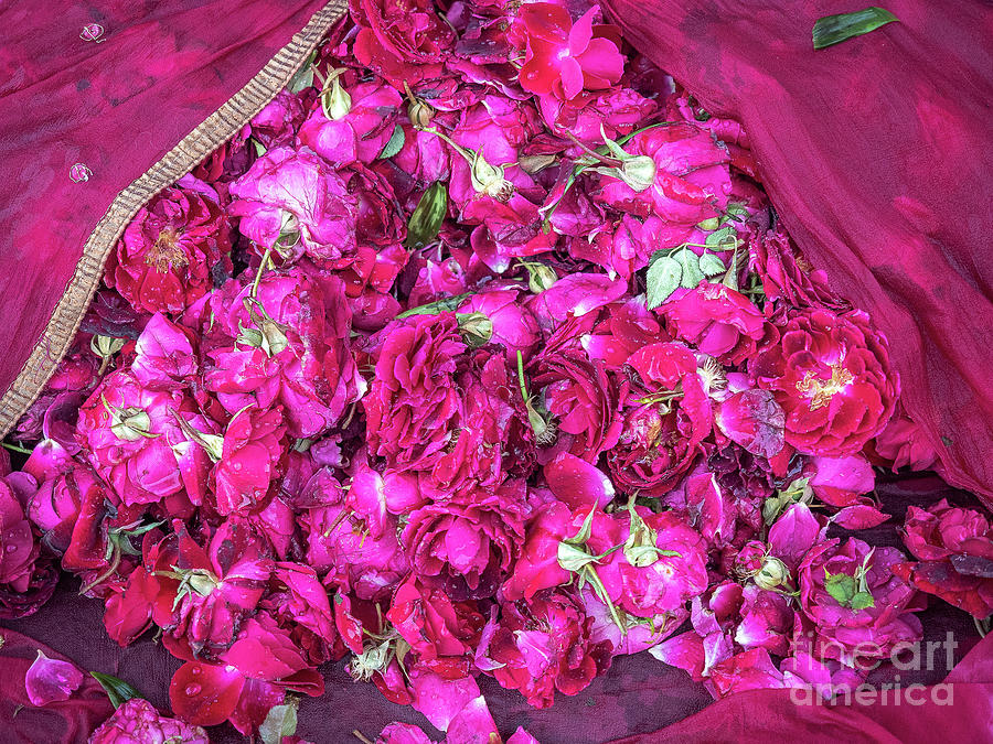 Red Roses by Robin Zygelman Red Roses by Robin Zygelman