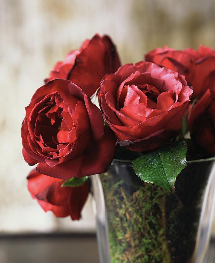 Red Roses Still Life by Rita Maas