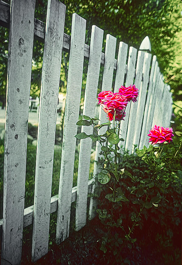Rose Digital Art - Red Roses, White Fence by Robert Meyerson