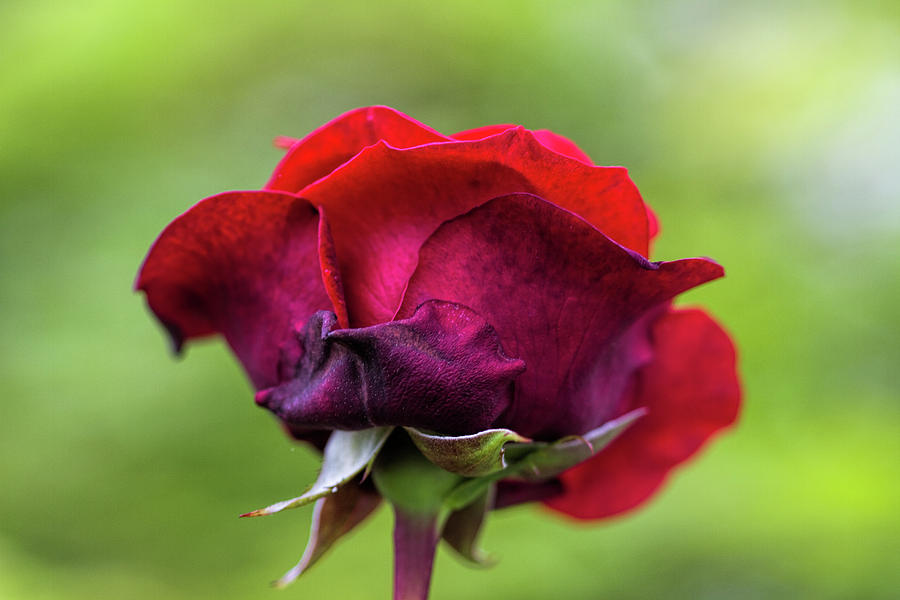 Red Rosey Backside Photograph by Kathy Clark