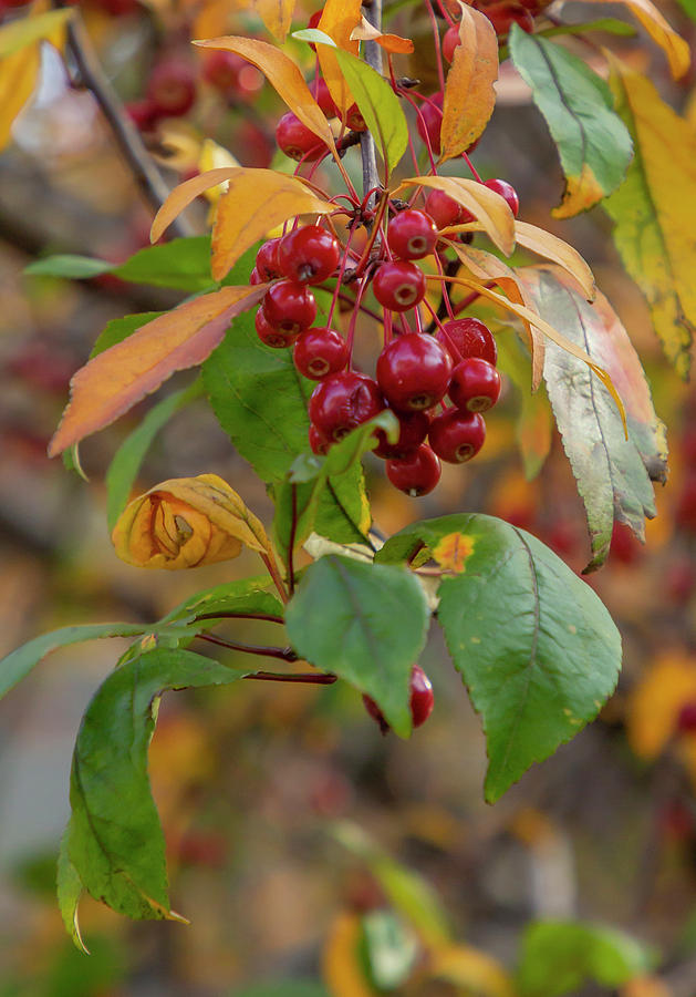 Red Rowan Berries by Cate Franklyn Red Rowan Berries by Cate Franklyn
