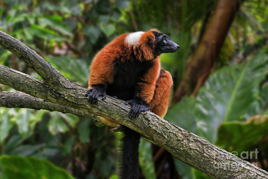 Red Ruffed Lemur Photograph by Arterra Picture Library