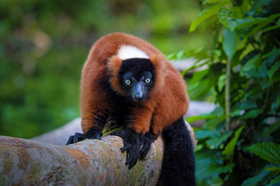 Red Ruffed Lemur Photograph by Twee Liang Wong - Fine Art America