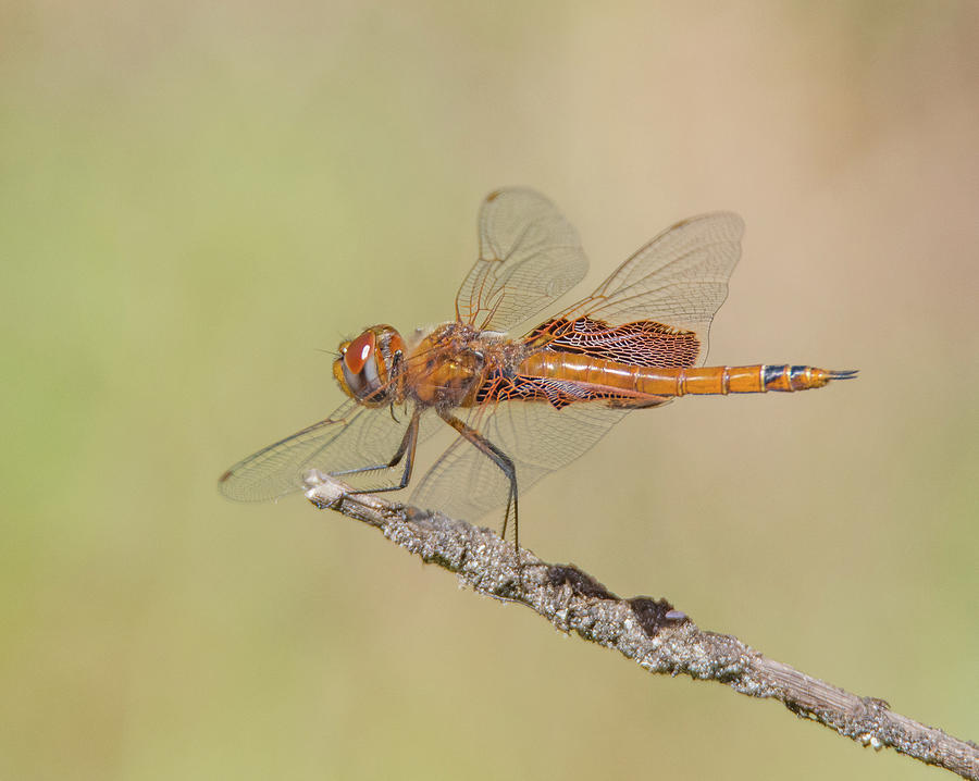 Red Saddlebags Dragonfly Photograph by John Serrao