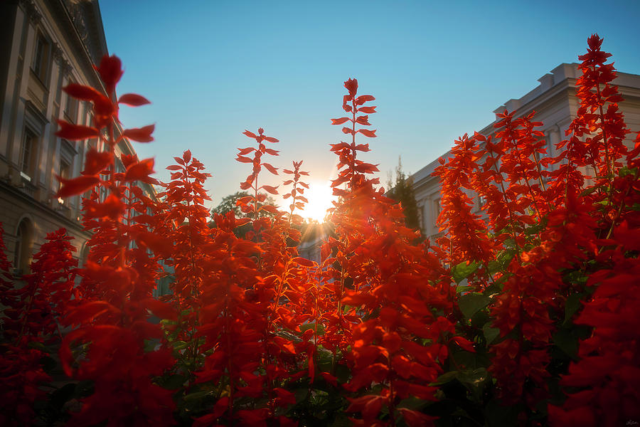 Red Salvia At Sunset Photograph by Owen Weber