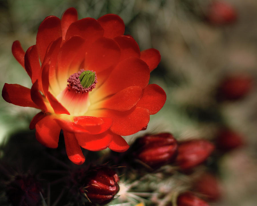 Red Scarlet Desert Cactus Flower Photograph by Dusty Pixel Photography