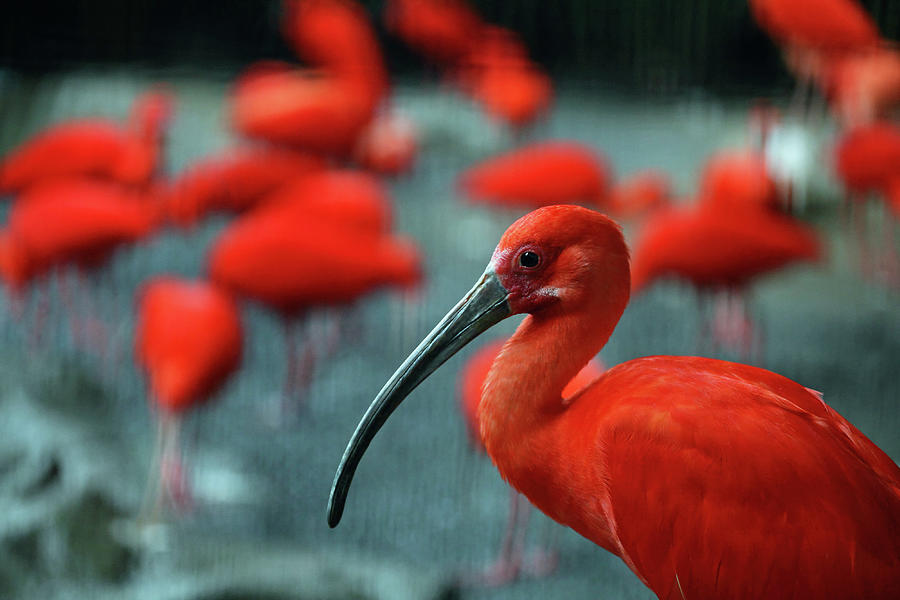 Red Scarlet Ibis Bird Photograph by Ali Trisno Pranoto