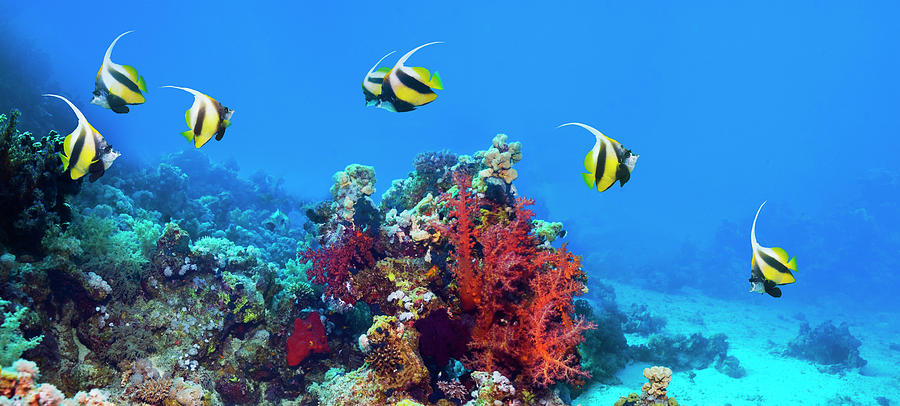 Red Sea Bannerfish Over Coral R Photograph by Georgette Douwma