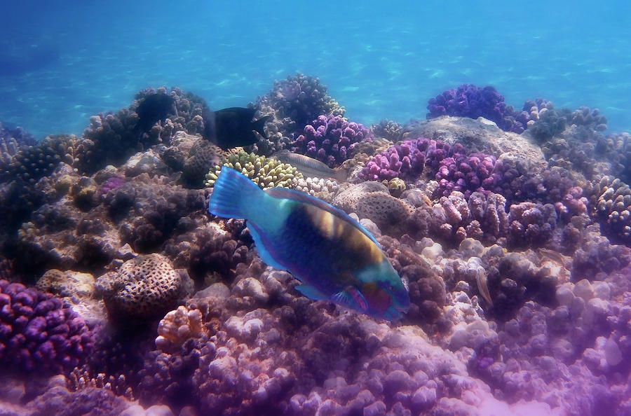 Red Sea Chlorurus Sordidus Bullethead Parrotfish Photograph by Johanna Hurmerinta