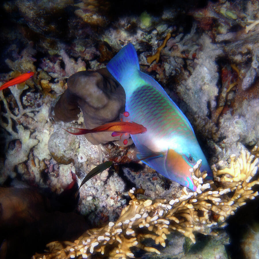 Red Sea Daisy Parrotfish and Anthias Photograph by Johanna Hurmerinta