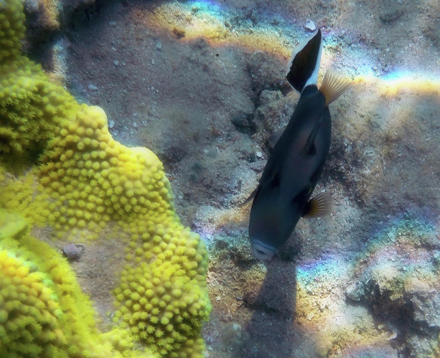 Red Sea Halfmoon Triggerfish Photograph by Johanna Hurmerinta