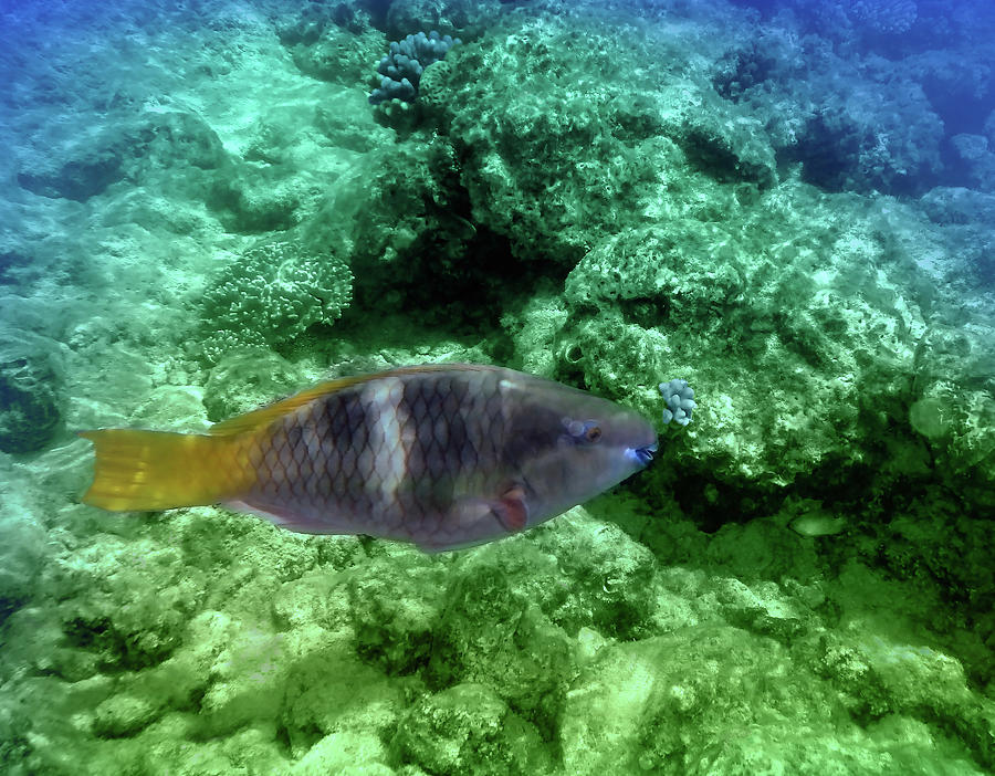 Red Sea Rusty Parrotfish Colorfully Photograph by Johanna Hurmerinta