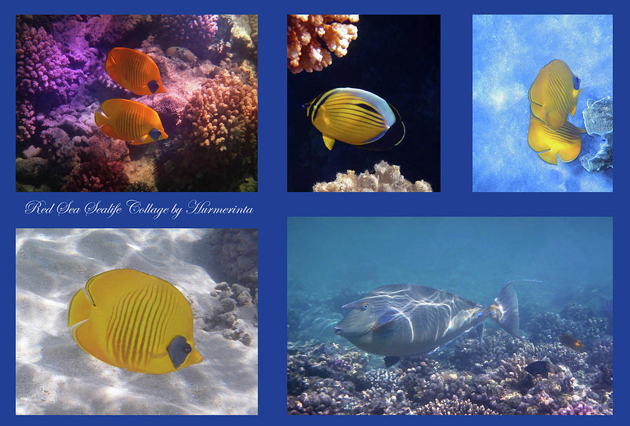 Red Sea Sealife Collage 5 Photograph by Johanna Hurmerinta