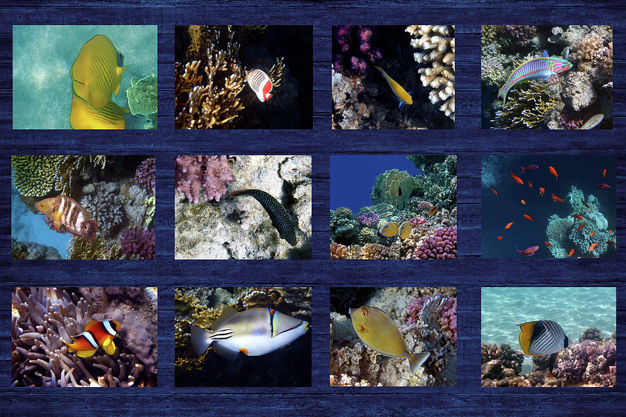 Red Sea Sealife Collage 6 Photograph by Johanna Hurmerinta