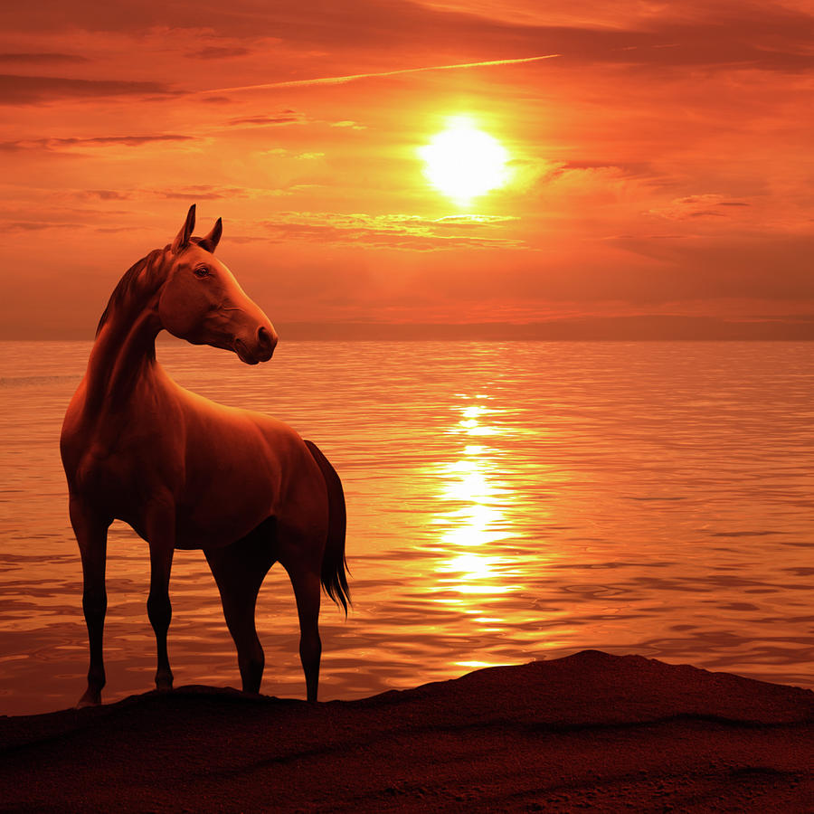 Red Sea Sunset Landscape With Horse Photograph by O-che