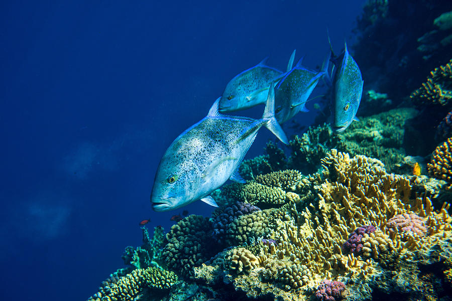 Underwater Photograph - Red Sea Tuna by Alessandro Catta