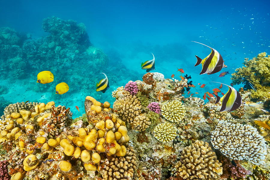 Red Sea - Underwater Diving Picture Photograph by Jan Wlodarczyk - Fine ...