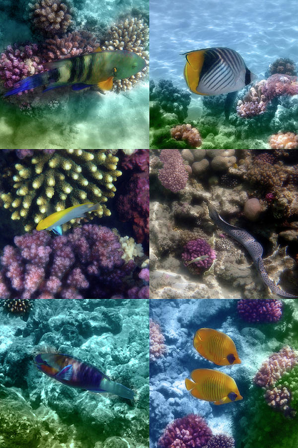 Red Sea Underwater Fish Collage Photograph by Johanna Hurmerinta
