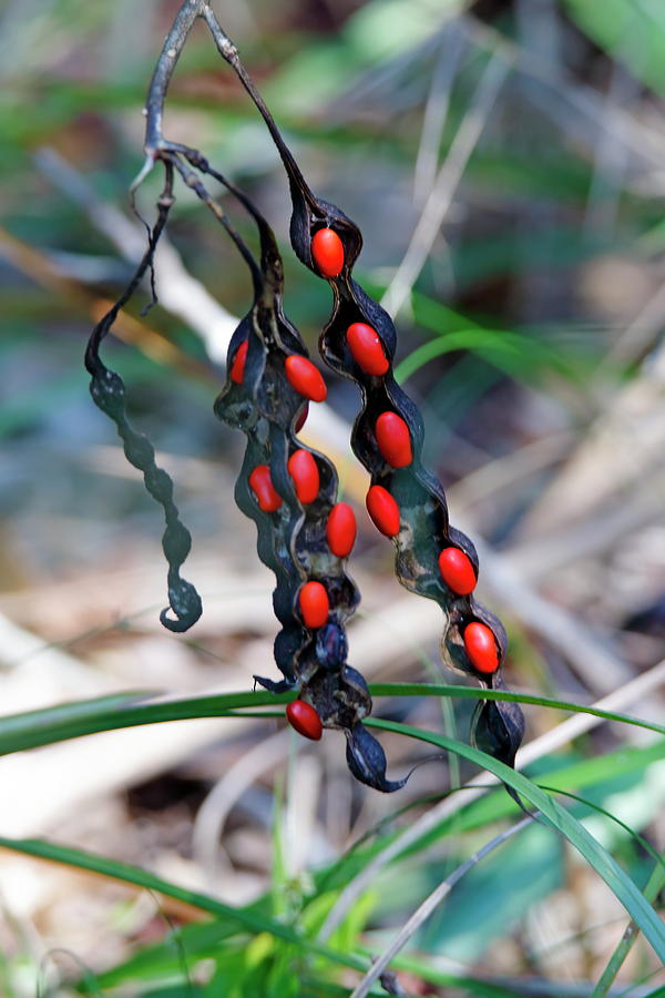 Red Seeds Photograph By Daniel Caracappa Fine Art America 