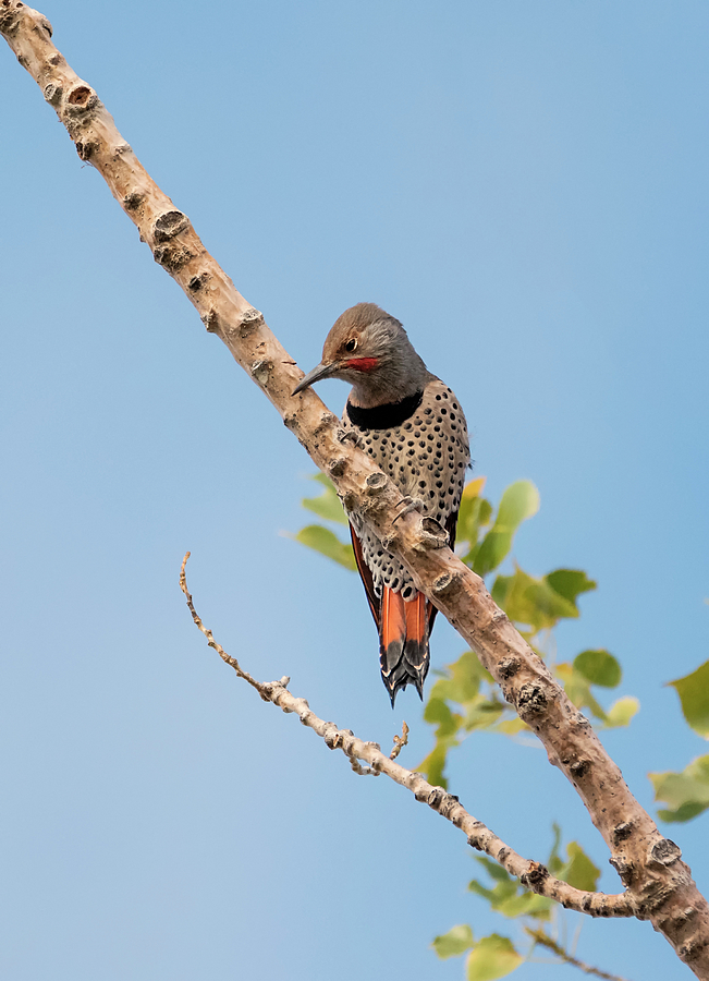 Red Shafted Northern Flicker Photograph by Loree Johnson
