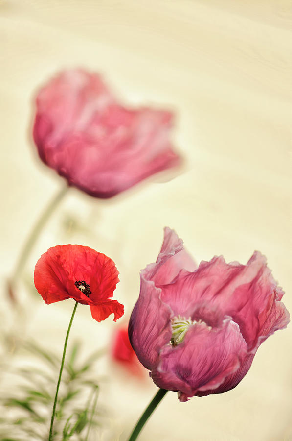 Red Shirley Poppy And Pink Peony Poppy Photograph by Maria Mosolova