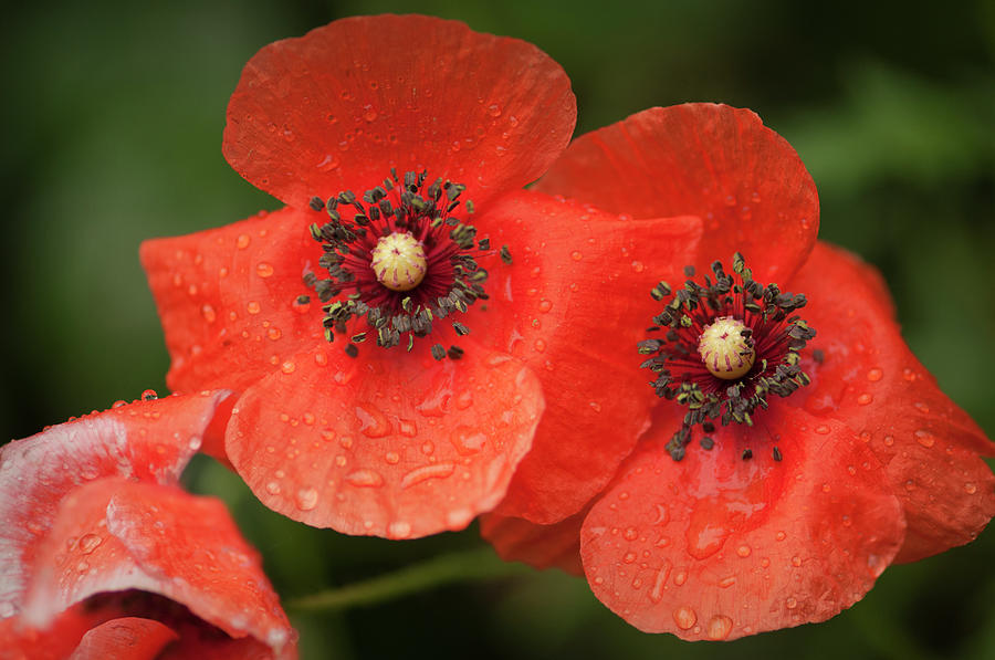 Red Shirley Poppy Flowers After Rain Photograph by Maria Mosolova