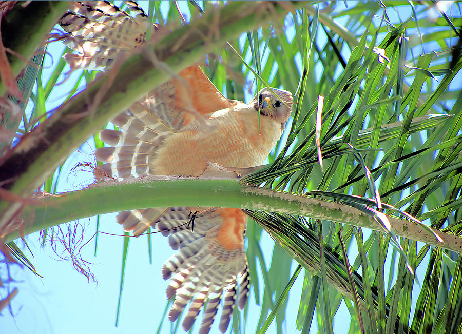 Red-Shoulder Hawk by Karl Ford Red-Shoulder Hawk by Karl Ford