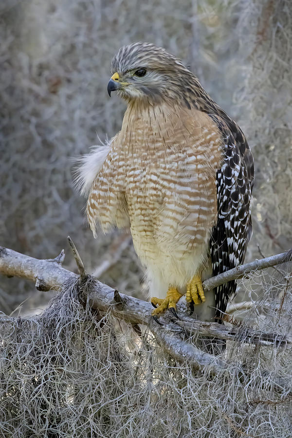 Hawk Photograph - Red Shoulder Hawk by Linda D Lester