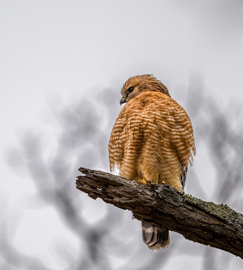 Wildlife Photograph - Red Shoulder Hawk by Steven Haddix