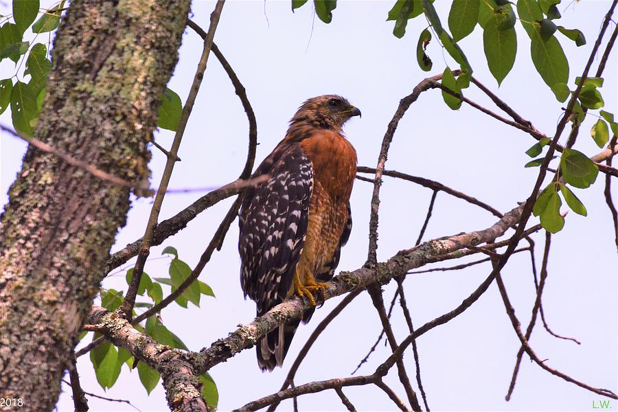 Red Shouldered Hawk 2 Photograph by Lisa Wooten
