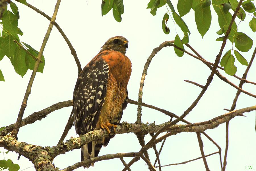 Red Shouldered Hawk 4 Photograph by Lisa Wooten