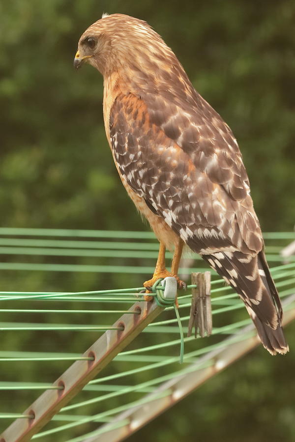 Red-shouldered Hawk 7812 Photograph by John Moyer